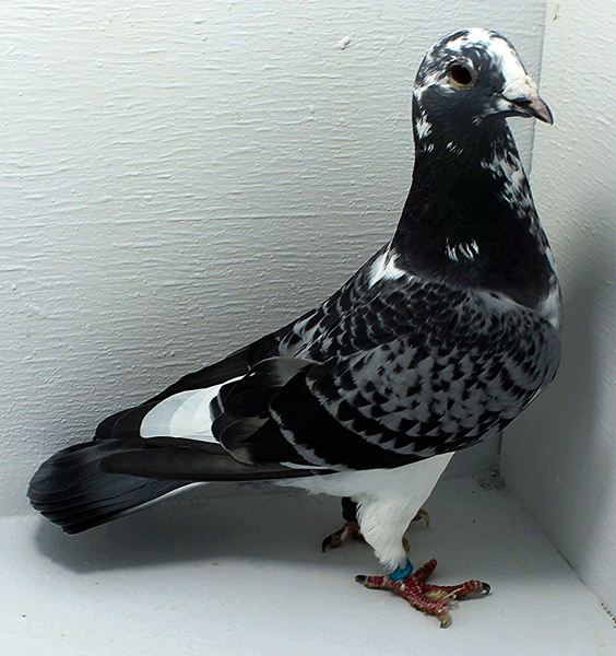 Band: AU 20070 AA 2025